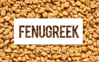 Fenugreek—A Jahmu spice powerhouse